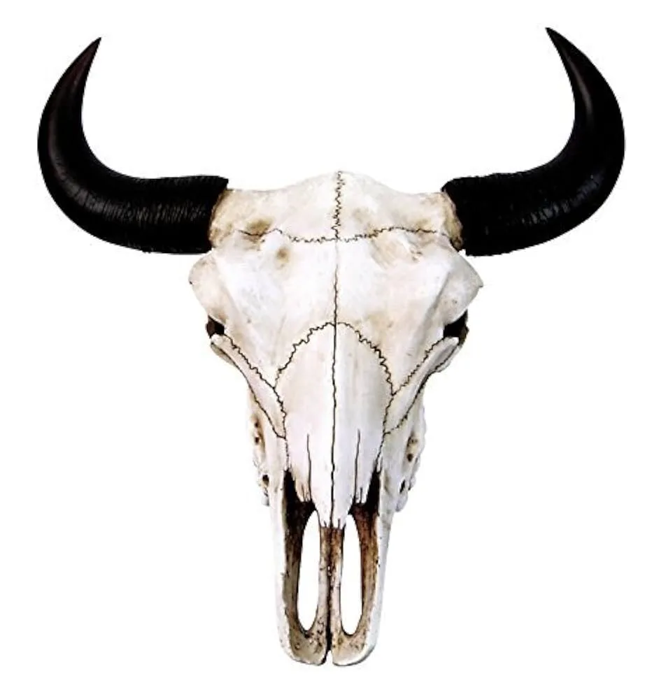 Crâne de bison